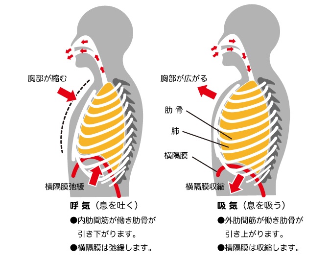 理学療法士が教える、分かりやすい呼吸の筋活動 - リハティス ...